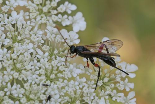 Phaenolobus sp.